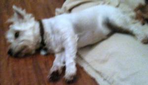 Safe West Highland White Terrier in McKinney, TX