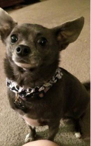 Safe Chihuahua in Henderson, NV