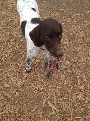 Safe German Shorthaired Pointer in Chicago, IL