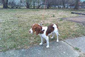 Safe Beagle in Harrisburg, PA