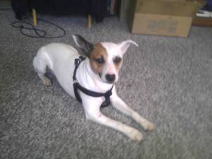 Safe Jack Russell Terrier in Callaway, MD