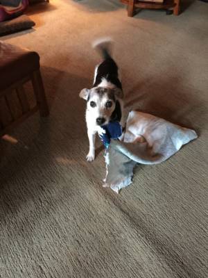 Safe Jack Russell Terrier in Castro Valley, CA