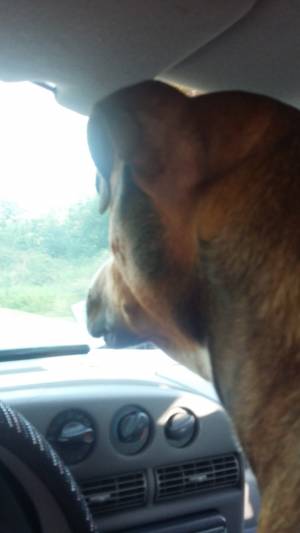 Safe English Foxhound in Hyattsville, MD
