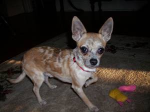 Safe Chihuahua in Norco, CA