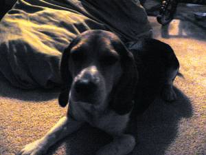 Safe Beagle in Severn, MD
