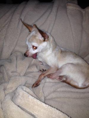 Safe Chihuahua in Hurst, TX