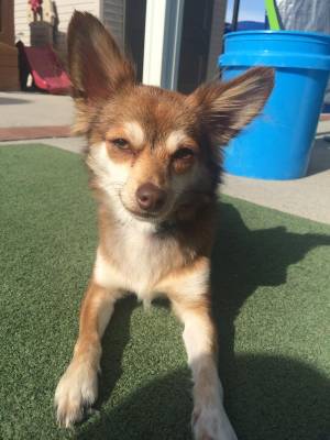 Safe Chihuahua in Torrance, CA