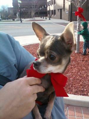 Safe Chihuahua in Belleville, IL