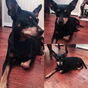 Safe Miniature Pinscher in Flushing, NY