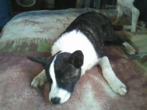 Safe Boston Terrier in Marion, NC