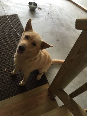 Safe Dog in Powhatan, VA