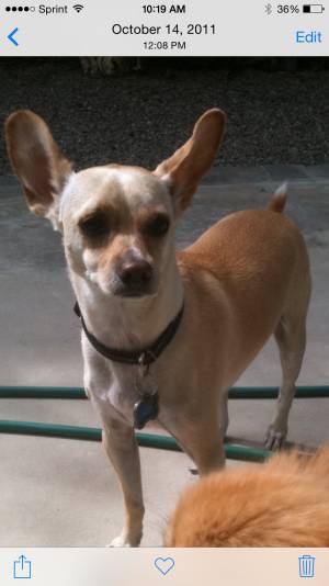 Safe Chihuahua in Laguna Niguel, CA