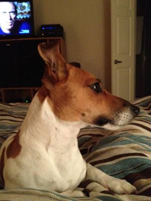 Safe Jack Russell Terrier in Fort Worth, TX