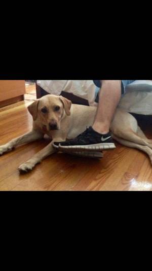 Safe Labrador Retriever in Mount Vernon, NY