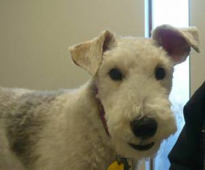 Safe Wire Fox Terrier in Cleveland, OH
