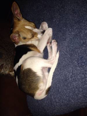 Safe Jack Russell Terrier in Ocoee, FL