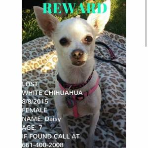 Safe Chihuahua in Lancaster, CA
