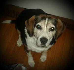 Safe Beagle in Westchester, IL
