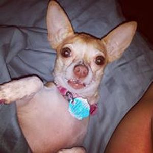 Safe Chihuahua in Bedford, TX