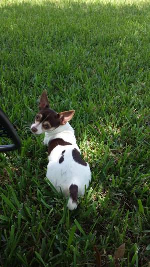 Safe Chihuahua in Zephyrhills, FL