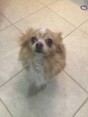 Safe Chihuahua in Redford, MI