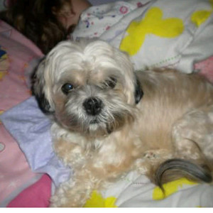Safe Lhasa Apso in Whittier, CA