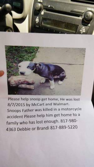 Safe Pit Bull in Fort Worth, TX