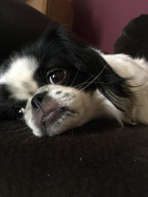Safe Japanese Chin in Palmdale, CA