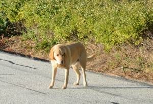 Safe Labrador Retriever in Lake Stevens, WA