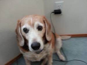 Safe Beagle in Kirkland, WA