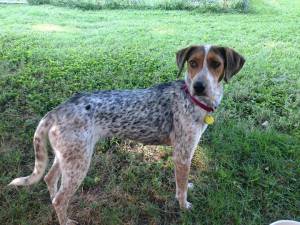 Safe Bluetick Coonhound in Henrico, VA