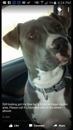 Safe American Staffordshire Terrier in Carthage, TX