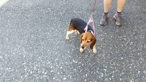 Safe Beagle in Elmer, NJ