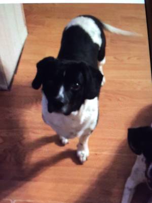 Safe Jack Russell Terrier in Colts Neck, NJ