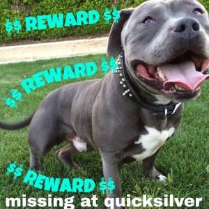 Safe American Staffordshire Terrier in San Jose, CA