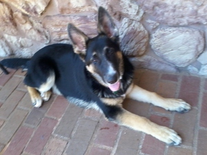 Safe German Shepherd Dog in Oklahoma City, OK