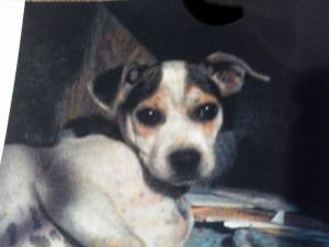Safe Jack Russell Terrier in Homeland, CA