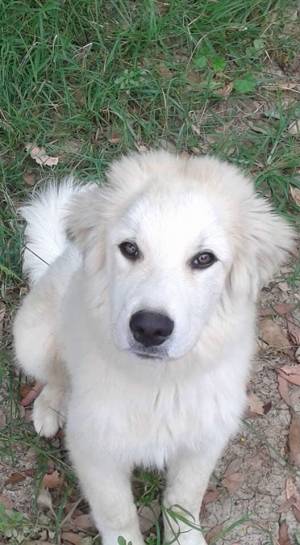 Safe Great Pyrenees in Temecula, CA