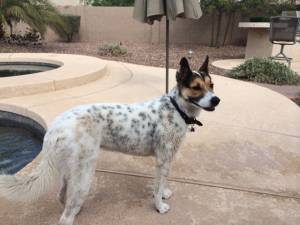 Safe German Shepherd Dog in Prescott Valley, AZ