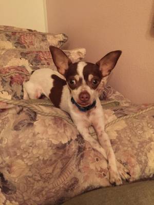 Safe Chihuahua in Pomona, CA