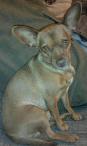 Safe Chihuahua in Walnut, CA