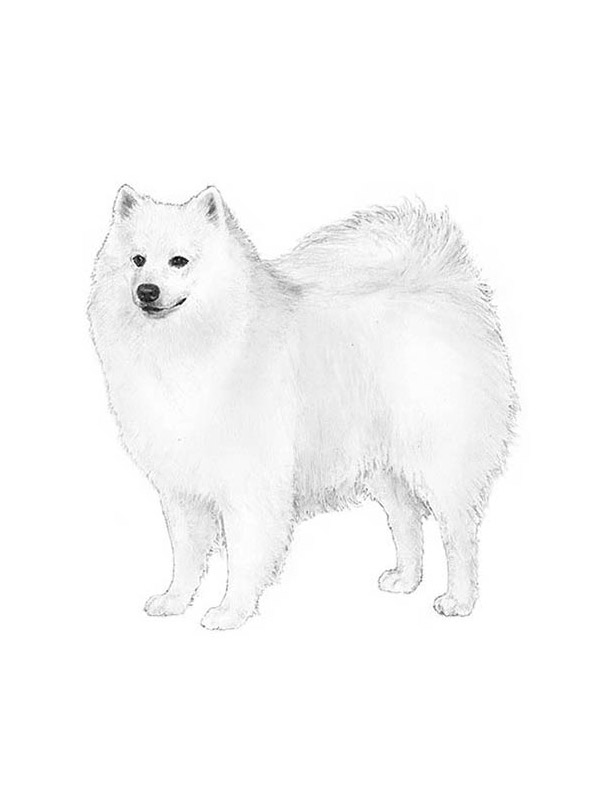 Safe American Eskimo Dog in Cathedral City, CA