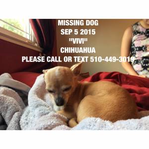 Safe Chihuahua in Newark, CA