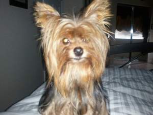 Safe Yorkshire Terrier in Rancho Cucamonga, CA