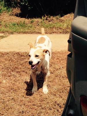 Safe Jack Russell Terrier in Marietta, GA
