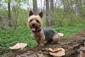 Safe Yorkshire Terrier in Madison, WI