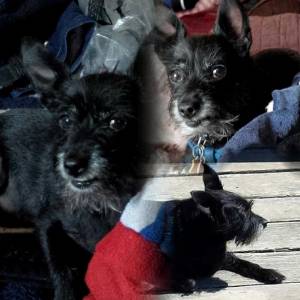 Safe Chihuahua in Medical Lake, WA