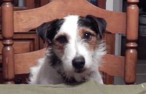 Safe Jack Russell Terrier in Spring, TX