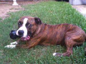 Safe Pit Bull in Pearland, TX