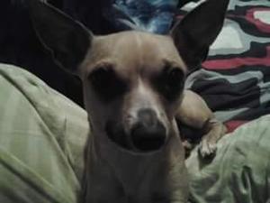Safe Chihuahua in Carnegie, OK